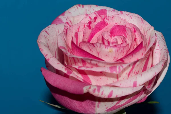 Mavi arka planda güzel bir gül çiçeği