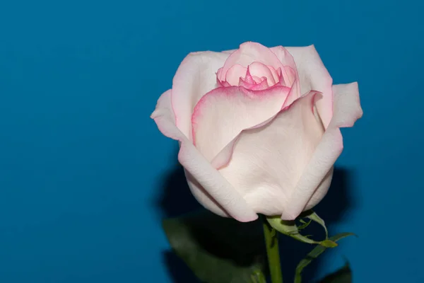 Mavi Arka Planda Güzel Bir Gül Çiçeği — Stok fotoğraf