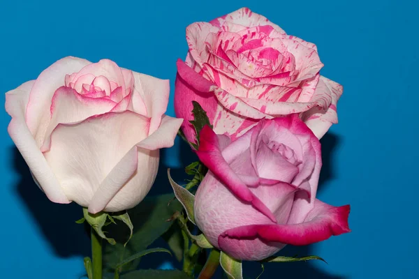 Mavi arka planda güzel gül çiçekleri