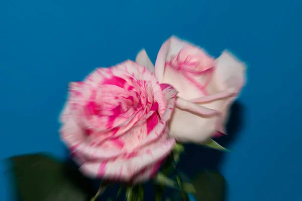 Belles Fleurs Roses Sur Fond Bleu — Photo