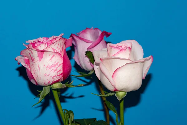 Hermosas Flores Rosa Sobre Fondo Azul — Foto de Stock