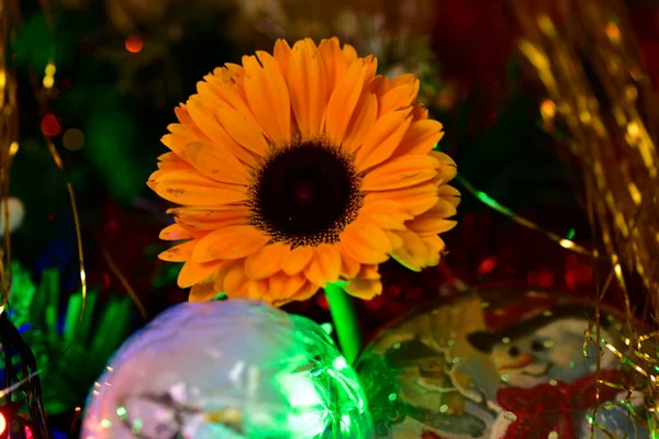 Χριστουγεννιάτικα Στολίδια Και Φρέσκα Λουλούδια Στο Χριστουγεννιάτικο Δέντρο — Φωτογραφία Αρχείου