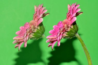 Renkli arkaplanda pembe gerbera