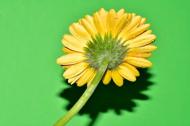 Stüdyonun arka planında taze Gerbera çiçekleri