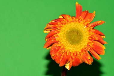 Yeni yıl ve Noel süslemeleri yakın plan.