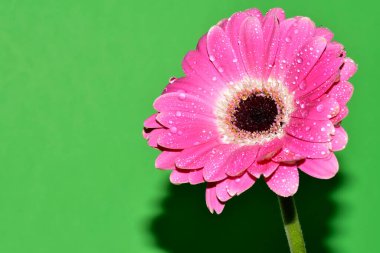Renkli arkaplanda pembe gerbera