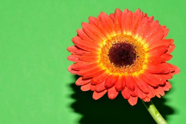 Yeni yıl ve Noel süslemeleri yakın plan.