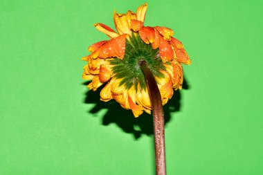 Yeni yıl ve Noel süslemeleri yakın plan.