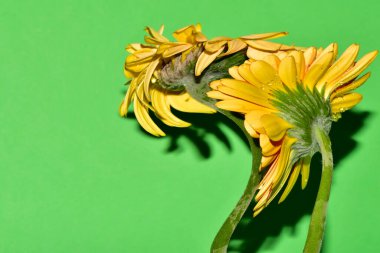 Stüdyonun arka planında taze Gerbera çiçekleri