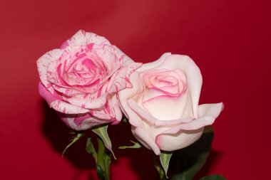 Stüdyo arka planında güzel taze güller