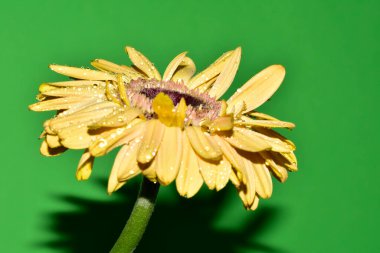 güzel sarı gerbera çiçek