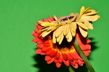 Stüdyonun arka planında taze Gerbera çiçekleri