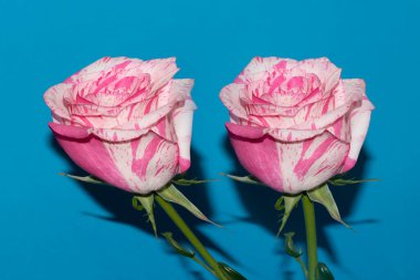 Stüdyo arka planında güzel taze güller