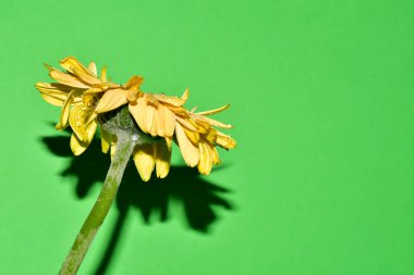 Stüdyonun arka planında taze Gerbera çiçekleri