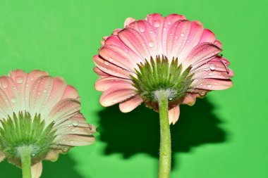 Renkli arkaplanda pembe gerbera