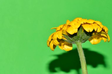 Stüdyonun arka planında taze Gerbera çiçekleri
