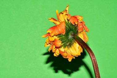 Yeni yıl ve Noel süslemeleri yakın plan.