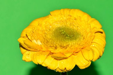 Stüdyonun arka planında taze Gerbera çiçekleri