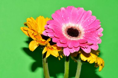 Stüdyonun arka planında taze Gerbera çiçekleri