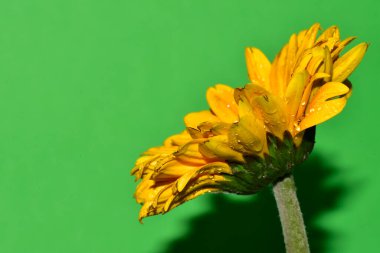Stüdyonun arka planında taze Gerbera çiçekleri