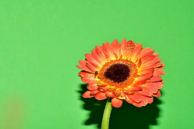 Yeni yıl ve Noel süslemeleri yakın plan.