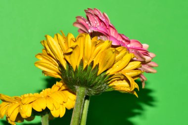 Stüdyonun arka planında taze Gerbera çiçekleri