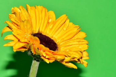 Stüdyonun arka planında taze Gerbera çiçekleri