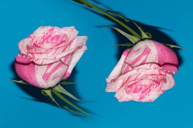 Stüdyo arka planında güzel taze güller