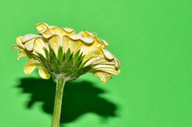 güzel beyaz gerbera çiçeği yeşil üzerinde izole