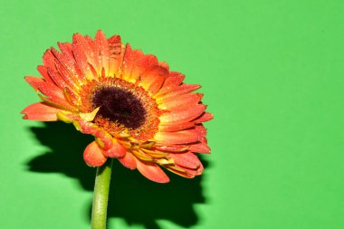 Yeni yıl ve Noel süslemeleri yakın plan.