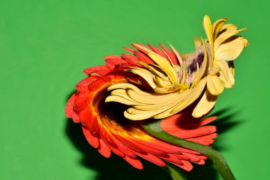 Çiçeklerin çarpıtılmış görüntüsü stüdyo arka planında