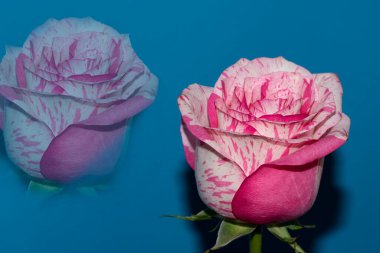 Stüdyo arka planında güzel pembe gül çiçeği
