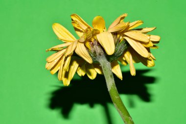 Stüdyonun arka planında taze Gerbera çiçekleri
