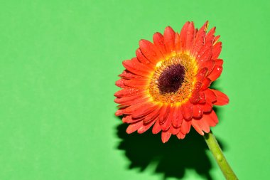 Yeni yıl ve Noel süslemeleri yakın plan.