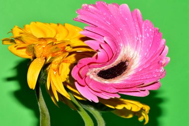 Çiçeklerin çarpıtılmış görüntüsü stüdyo arka planında