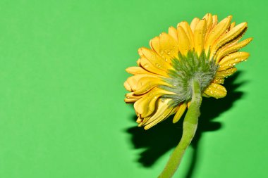 Stüdyonun arka planında taze Gerbera çiçekleri