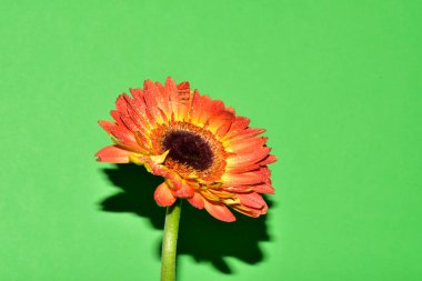 Yeni yıl ve Noel süslemeleri yakın plan.