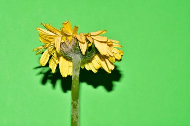 Stüdyonun arka planında taze Gerbera çiçekleri