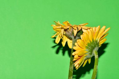 Stüdyonun arka planında taze Gerbera çiçekleri