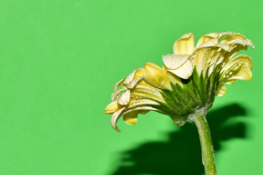 güzel beyaz gerbera çiçeği yeşil üzerinde izole