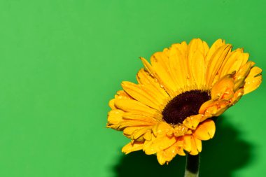 Stüdyonun arka planında taze Gerbera çiçekleri