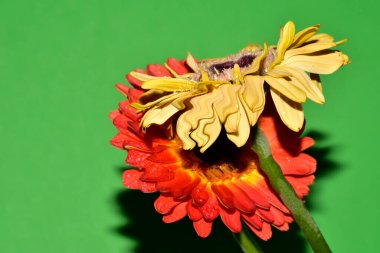 Stüdyonun arka planında taze Gerbera çiçekleri