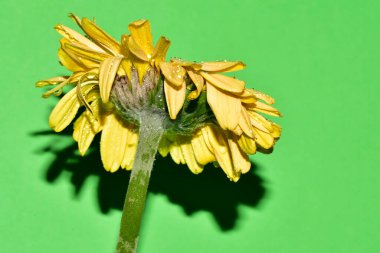 Stüdyonun arka planında taze Gerbera çiçekleri