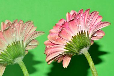 Renkli arkaplanda pembe gerbera