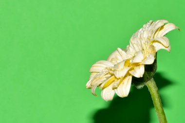 güzel beyaz gerbera çiçeği yeşil üzerinde izole