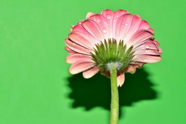 Renkli arkaplanda pembe gerbera