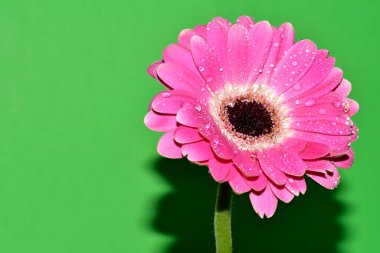 Renkli arkaplanda pembe gerbera
