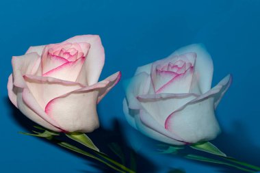 Stüdyo arka planında güzel pembe gül çiçeği