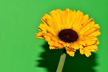 Stüdyonun arka planında taze Gerbera çiçekleri