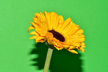 Stüdyonun arka planında taze Gerbera çiçekleri